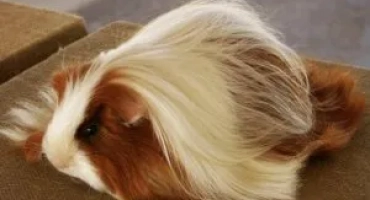 Перуански морски свинчета: как да се грижим и как да се храним у дома